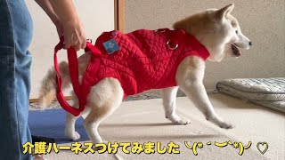 介護ハーネスを18歳の柴犬に買ってみました（柴犬）（老犬）（シニア犬）