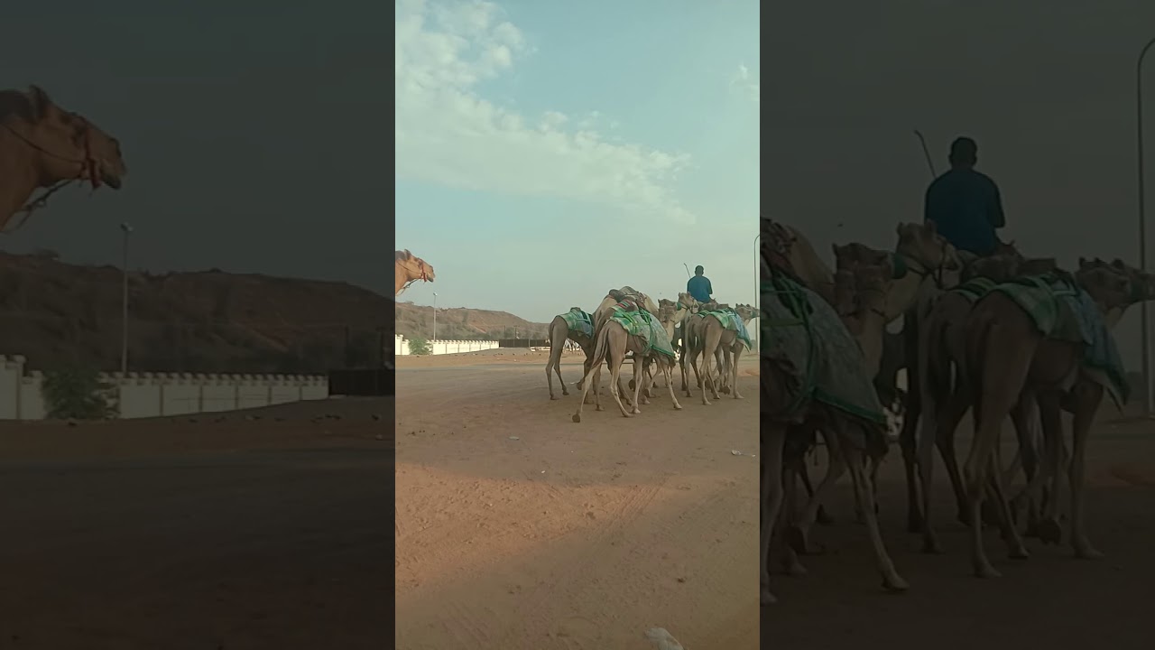 Walk Like a Camel," by StoryBots