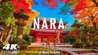видео: Нара, Япония осенью 4K — удивительные природные пейзажи с расслабляющей музыкой картинка: Нара, Япония осенью 4K — удивительные природные пейзажи с расслабляющей музыкой