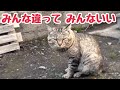 個性豊かな外猫たちのおかげで毎日忙しくも楽しい日々