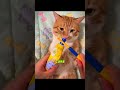 Most Satisfying Cat Grooming Transformation 😮 #pets #grooming @LovelyGrooming