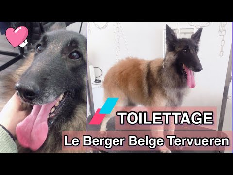 Vidéo: Conseils de toilettage pour le chien de berger belge