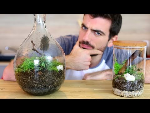 Vidéo: Comment identifier les fourmis (avec des images)