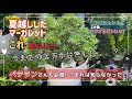 「マーガレット」夏越ししたけど。。。その後どうすんの？秋にマーガレットを咲かす方法も解説します。