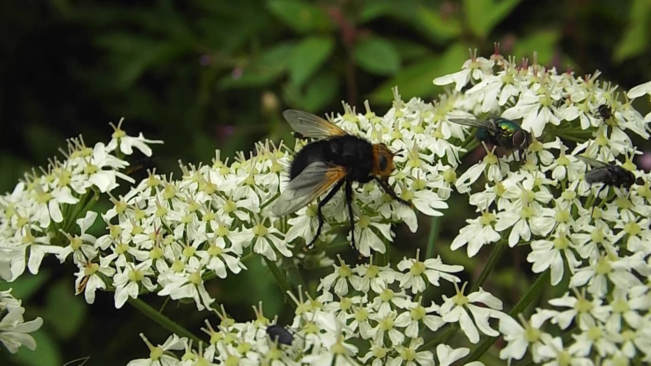 Giant Tachina Fly and Friends