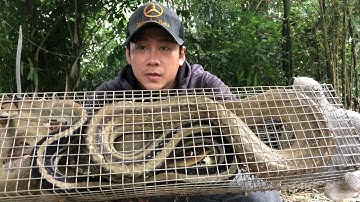 Cùng đi thăm bẫy rắn cả nhà ơi@tamnguyen64vinhlong