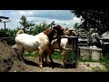 Boer goat crosses indigenous goats to improve quality  goat farming in village