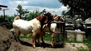 Boer goat crosses indigenous goats to improve quality | Goat farming in village