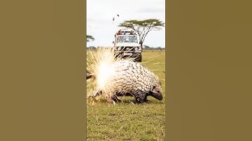🦔 Incredible Encounter: Porcupine and Pangolin Face to Face in the African Savannah!  #shortvideo