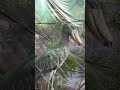 ASMR SHOEBILL STORK NOISES