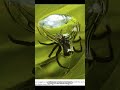 laba laba merupakkan sebuah hewan yang unik, simak penjelasan berikut ini #labalaba #spider