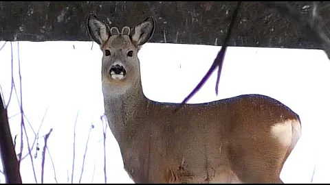 Самцы косули с новыми рожками (косуля европейская) || Roe deer males with new horns