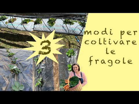 Video: Come Guadagnare Con Le Fragole