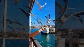 Istanbul Youtube Shirts