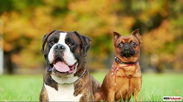 Variety in Cell Number, Shape and Size | Cell - Structure and Functions | Science | Class 8