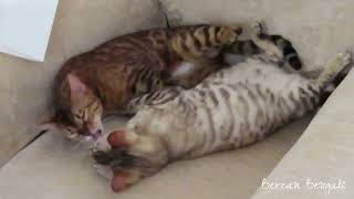Mutual Grooming Turns Sour! by Bonnie & Isla Bengal Twins 74 views 1 year ago 1 minute, 45 seconds
