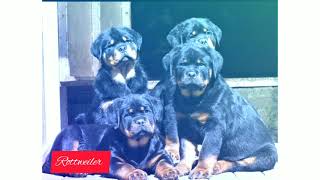 rottweiler attitude song #shorts#