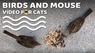 Videos For Cats - Birds And Mouse! Cat Games | Cat Tv.
