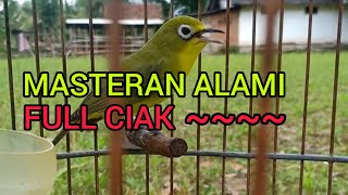 Masteran Kecial Kuning || Full Ciak Alami || Lombok Sasak tv