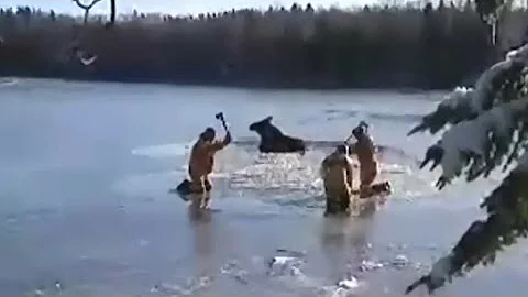 Moose rescued from Shediac River in N.B.