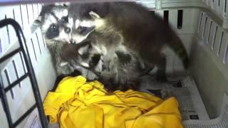 Baby raccoon buddies