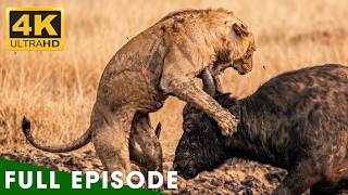 Lion Vs. Buffalo: When Prey Strikes Back at the Predator | Lion Documentary screenshot 5