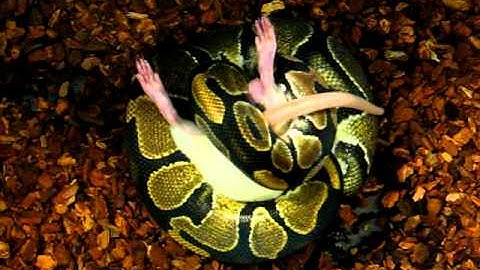 Ball Python Eating Baby Rat. PART 1.AVI