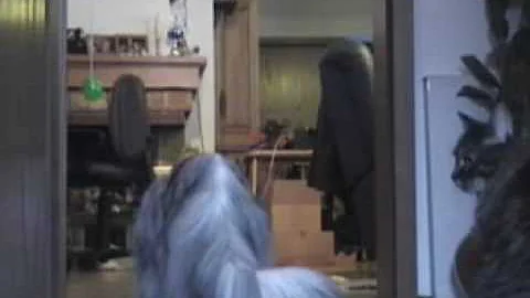 Watch the video about Main Coon Cat plays fetch with a spring! classic silver torbie with white, a rare color