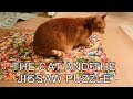 Alvi cat : puzzled by weird human behavior