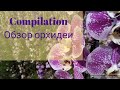 Compilation. Обзор сортовой орхидеи.
