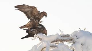 Watch GOLDEN EAGLES in action! || OULANKA Eagle Hides in KUUSAMO