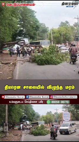 திடீரென சாலையில் விழுந்த மரம்