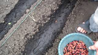 Как посадить фасоль весной на даче