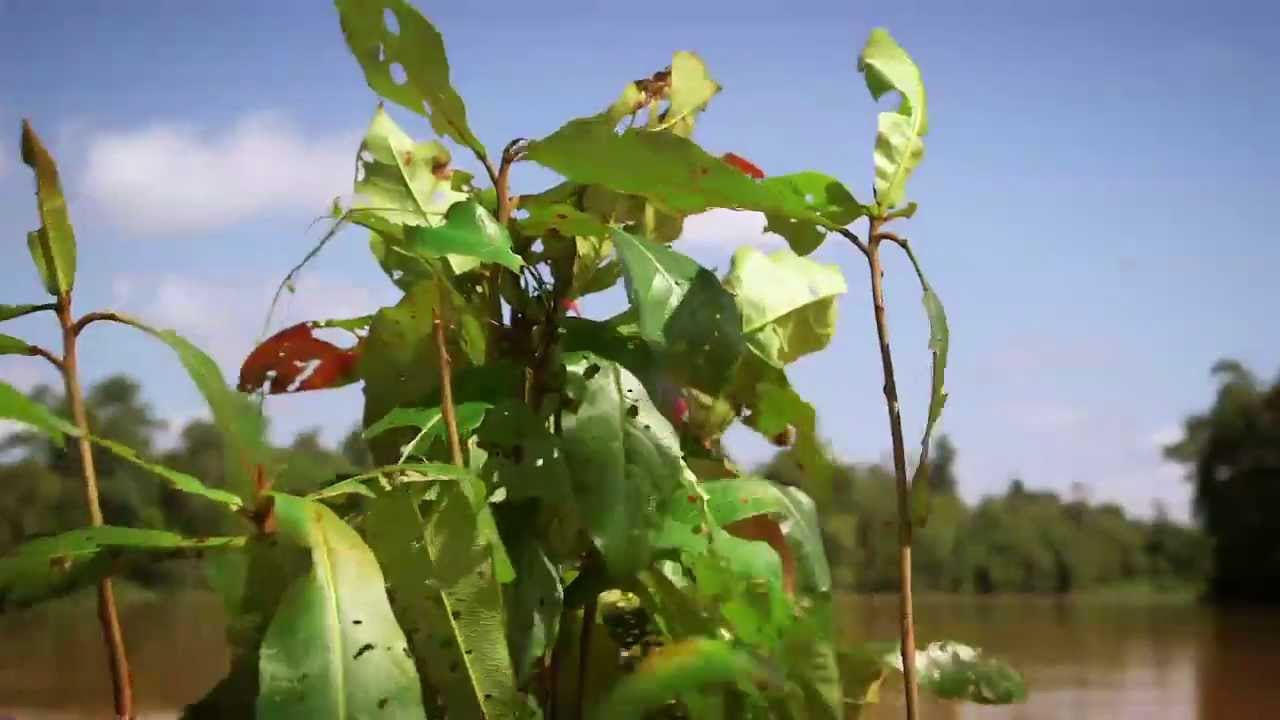 إيرث رايز - ممر الحياة