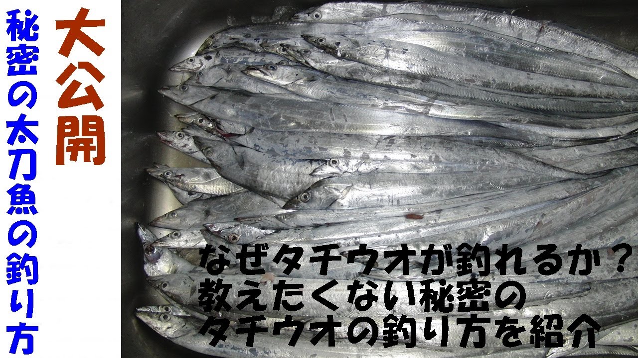 The Ultimate Guide to Catching Cutlassfish! How to Catch Tons by