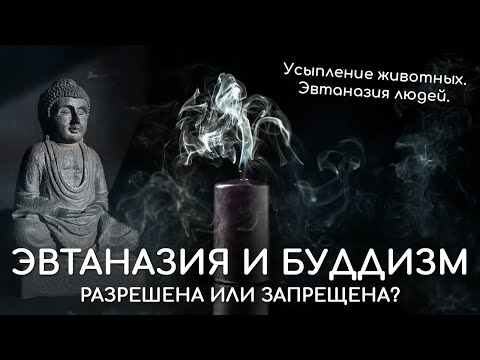 Эвтаназия и буддизм. Разрешена или запрещена эвтаназия в буддизме. Можно ли усыпить кошку, собаку