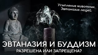 Эвтаназия и буддизм. Разрешена или запрещена эвтаназия в буддизме. Можно ли усыпить кошку, собаку