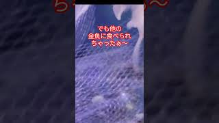 [金魚]　知ってたァ〜　今金魚達　産卵の季節だよ❣　楽しみだね😝