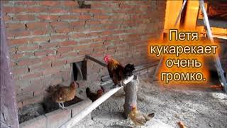Куры Разговорный немецкий без учебника с переводом Бесплатная онлайн программа для начинающих Куры Разговорный немецкий без учебника с переводом Бесплатная онлайн программа для начинающих