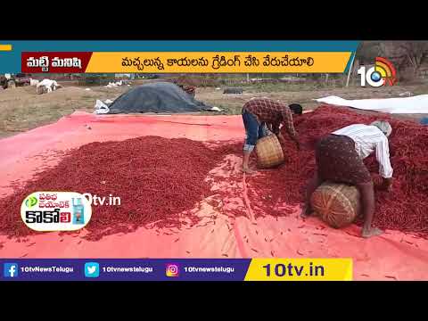 మిరప కోతల్లో తీసుకోవాల్సిన జాగ్రత్తలు | Precautions in Chilli Cuts Cultivation | Matti Manishi |10TV