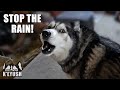 Husky Complains About Rain When His Best Friend Visits!