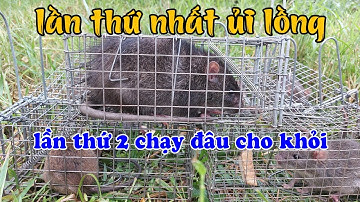 Bẫy chuột #104, chuột cống nhum ủi bẫy và cái kết #Lâm Hậu Giang Vlog