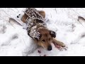 Help the dog lying crying on the snow with many bites on the body.