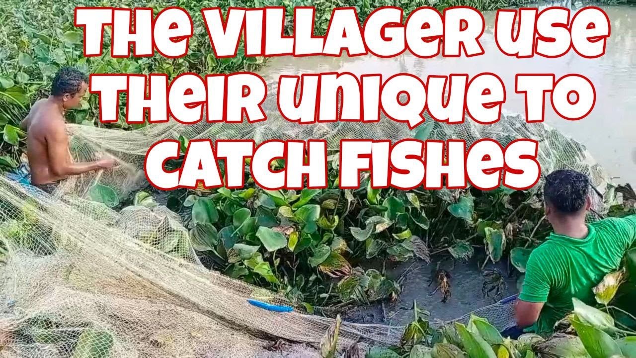 Wow amazing the villager fishing use net to cover water hyasinth 31 YouTube