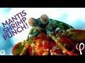 Mantis Shrimp Punch at 40,000 fps! - Cavitation Physics