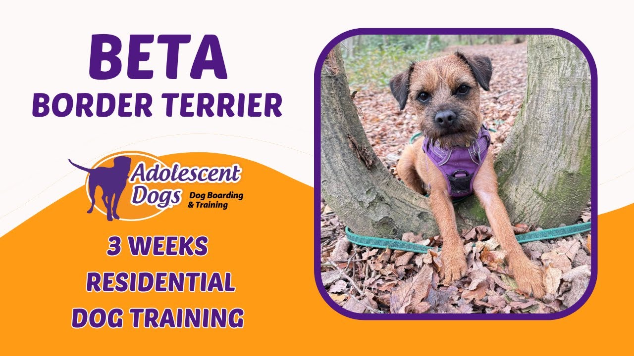 Бета, бордер-терьер | 3-недельная программа дрессировки собак с проживанием