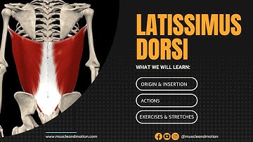 The Latissimus Dorsi: Anatomy and function