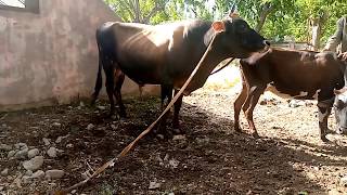 Village black strong bull with new cow || Animals Earth  ||