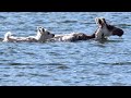 Caribou Fawn Swimming Behavior