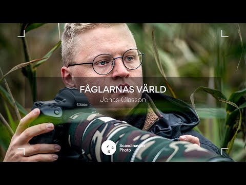 Video: De största fåglarna: foto och beskrivning